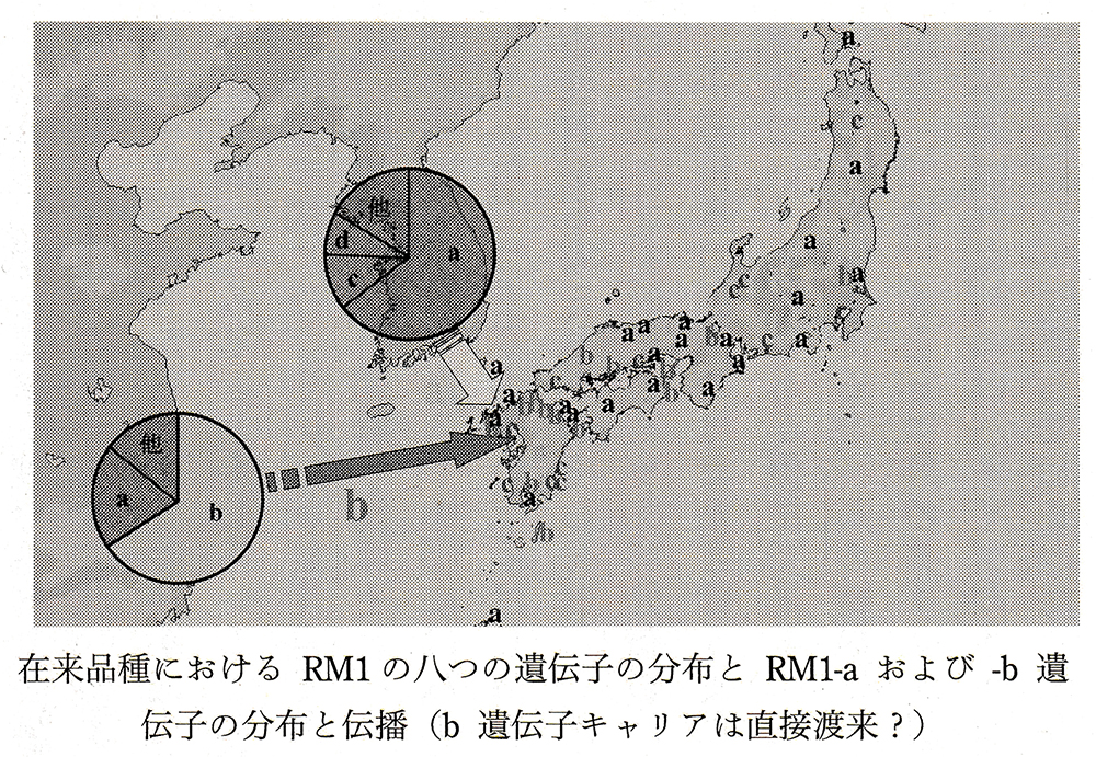 在来品種におけるRM1の八つの遺伝子の分布と、RM1-aおよび-b遺伝子の分布と伝播(b遺伝子キャリアは直接渡来?)