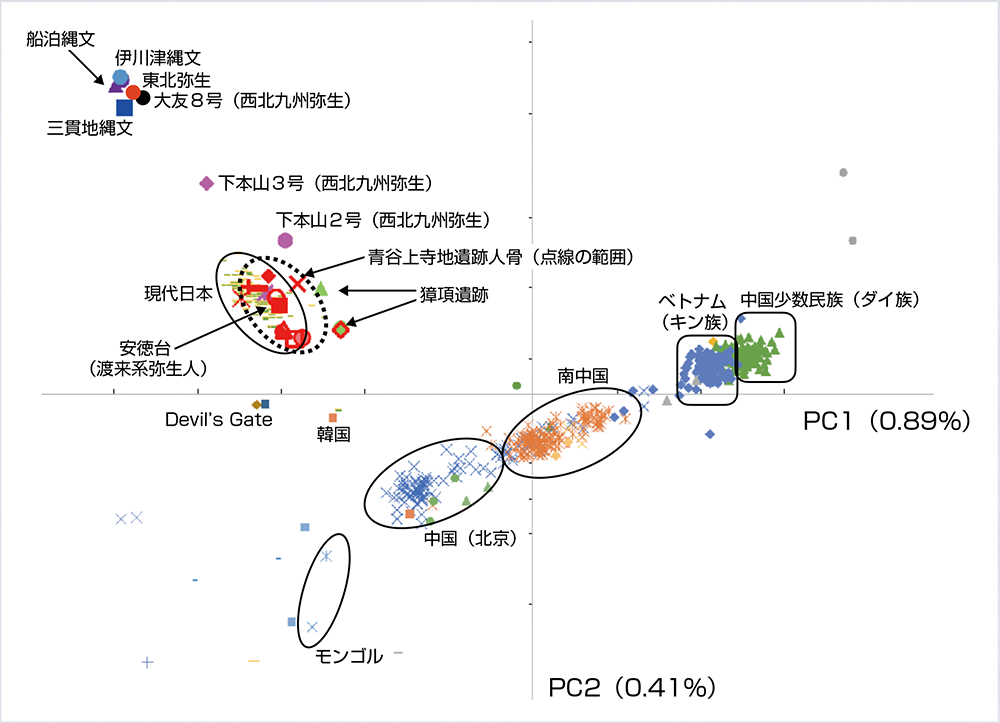 SNPデータを用いた主成分分析