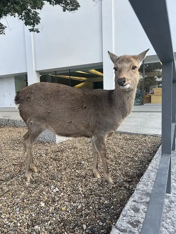 奈良公園の鹿